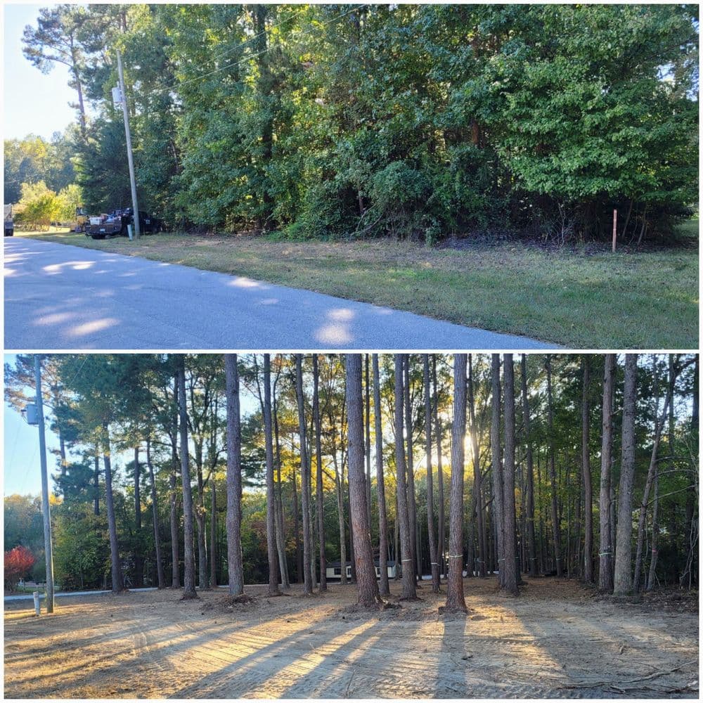Before and after images of a wooded area showing dense trees and a cleared space with shadows.