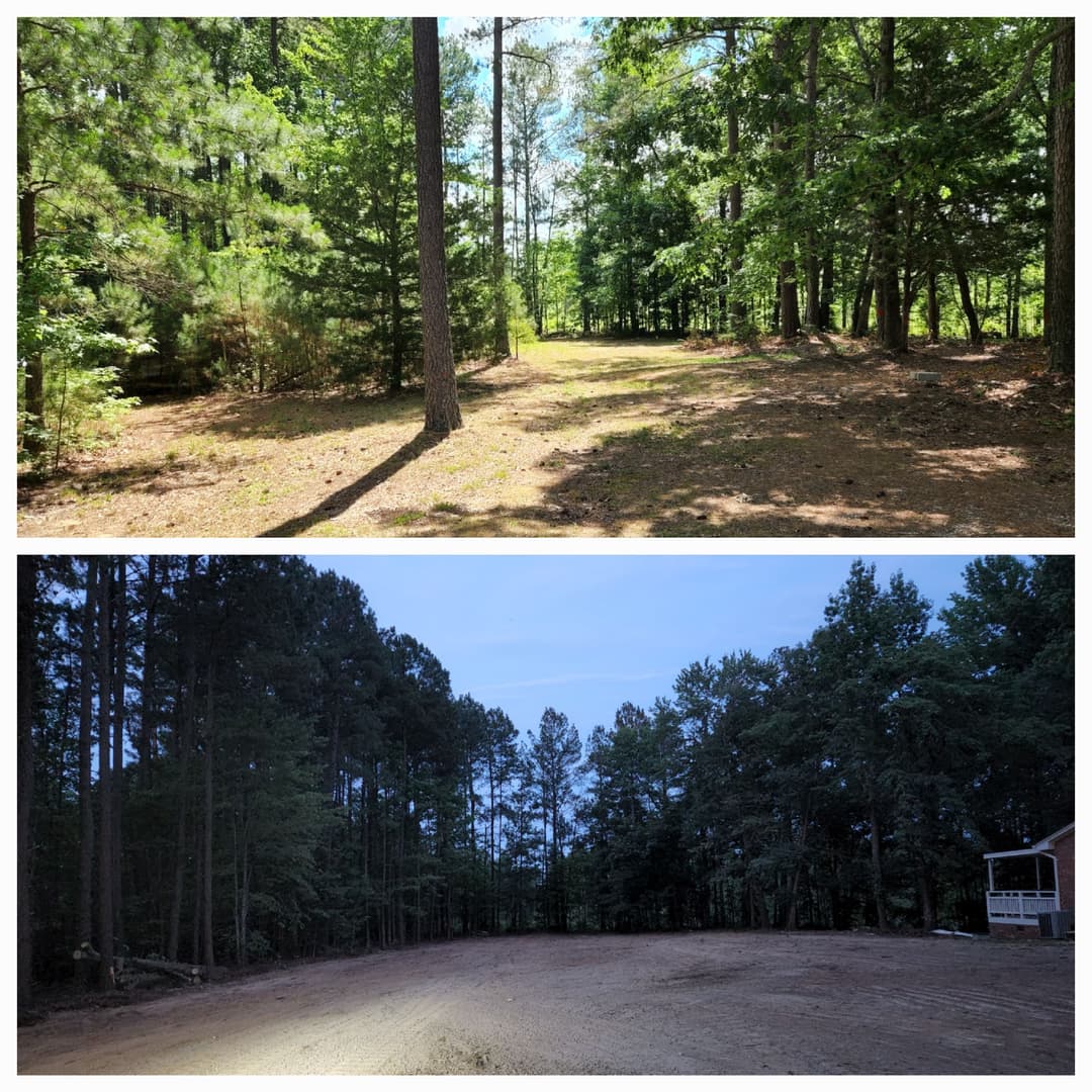Forest clearing comparison: daytime lush greenery vs. nighttime shadows and open space.